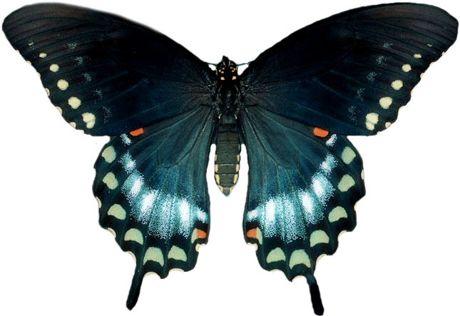spicebush butterfly