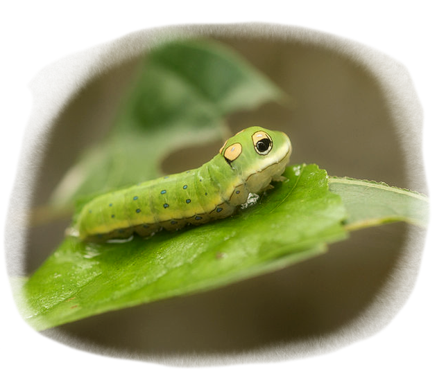 swallowtail larva