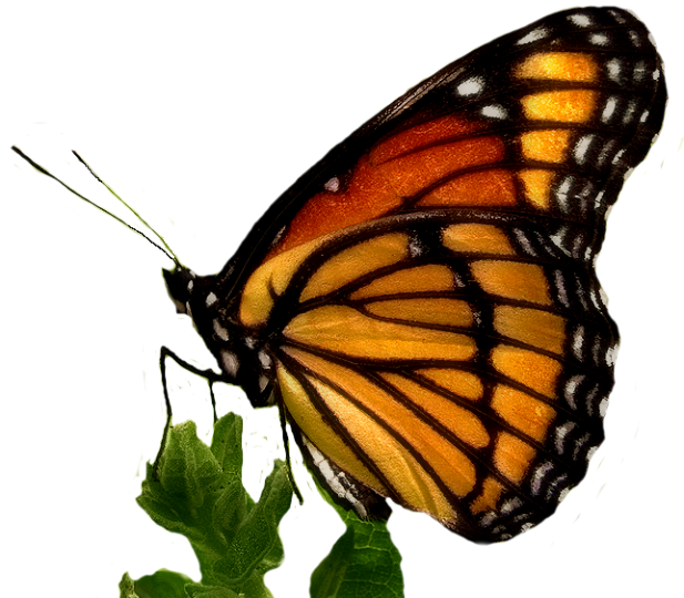 Viceroy Monarch butterfly